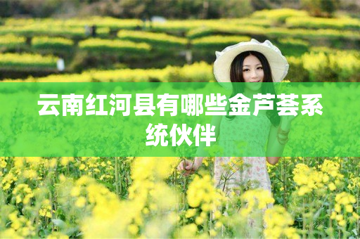 云南红河县有哪些金芦荟系统伙伴